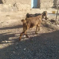 بز یکساله با بزغاله نر بزرگ فروشی