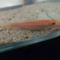 ماهی آکواریوم زینتی