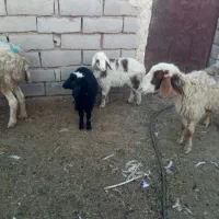 گوسفندزاییده