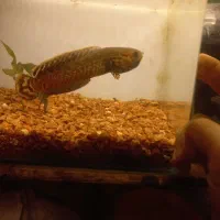 ماهی چانا بلهری