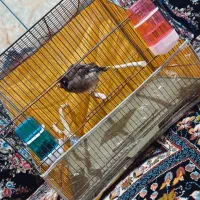 مرغ مینا|پرنده|قلعه گنج, |دیوار