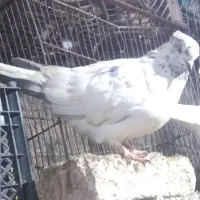 کبوتر|پرنده|قرچک, محمد آباد|دیوار