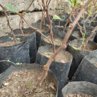 نهال کیوی تلخ|گل و گیاه طبیعی|چوبر, |دیوار