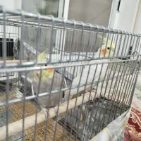 عروس هلندی