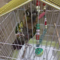 طوطی گرینچیک|پرنده|اسلام‌شهر, مظفریه|دیوار