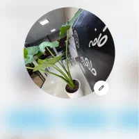 کار در کافه طهرون