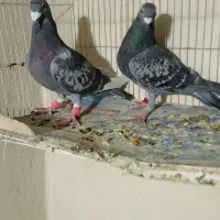 کبوتر نقش المانی