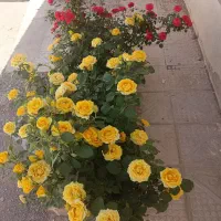 باغ فروشی هم نقد هم معاوضه با ماشین