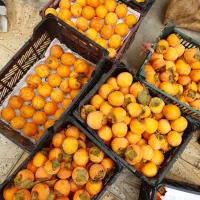 خرمالو سیبی کشاورزی