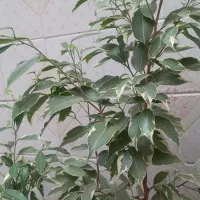 گل اپاتمانی