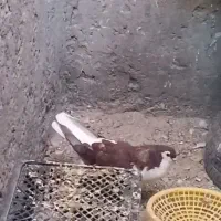 کبوتر ساده سرخ نر قلدر نابلد