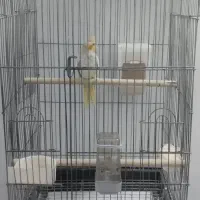 عروس هلندی با قفس و تجهیزات|پرنده|قدس, شهرقدس|دیوار