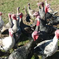 بوقلمون و اردک|حیوانات مزرعه|پره‌سر, |دیوار