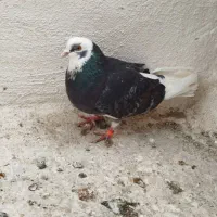 دوتا شازده گردن کلفت به شرط پرش دونه ای 200