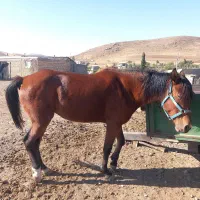 اسب مادیان ۳ ساله