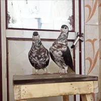 کفتر افشون عطیقه