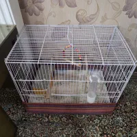 قفس پرنده|لوازم جانبی حیوانات|کرمان, |دیوار