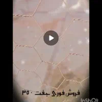 سوسکی دم سفید سرخ معاوضه با کفتر