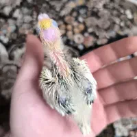 جوجه عروس هلندی