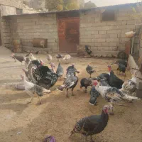 بوقلمون بزرگ همه به فروش میرسن|حیوانات مزرعه|سیوان, |دیوار