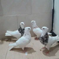 کبوتر طوقی+دم چتری کاکل پرپا|پرنده|یزد, |دیوار