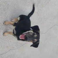 سگ دو رگه ژرمن