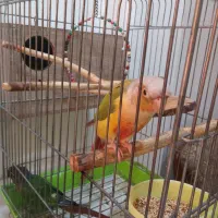 گیرینچیک|پرنده|تهران, تهرانپارس غربی|دیوار