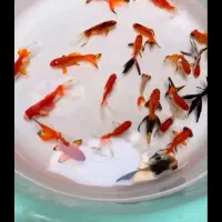 ماهی قرمز حراج عمده|ماهی|قم, علی آباد سعدگان|دیوار