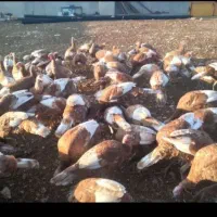 بوقلمون محلی