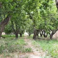 باغچه-700-متری-چهار-دیوار-مجموعه