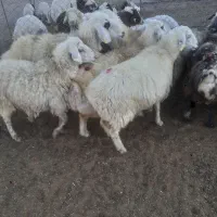 میش بره|حیوانات مزرعه|سامان, |دیوار