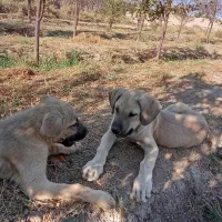 واگذاری توله عراقی