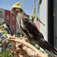 حراج ماده ۳ ماهه دونخور