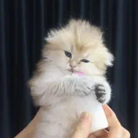 گربه نر و ماده اسکاتیش