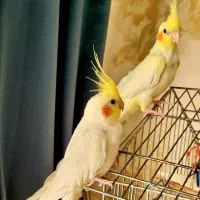 عروس هلندی|پرنده|ابریشم, |دیوار