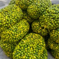 حراج لیمو ترش