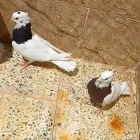 یک جفت کبوتر طوقی