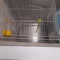 قفس پرنده