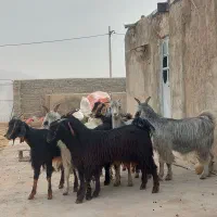 فروش ۷ راس کلر بز جنس/دار آبستن گلون در فیروزاباد|حیوانات مزرعه|فیروزآباد (فارس), |دیوار