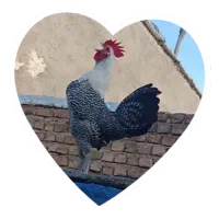 تخم مرغ براکل نطفه دار