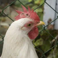 جوجه مرغ خروس