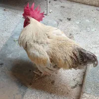 خروس
