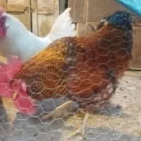 خروس|حیوانات مزرعه|دزفول, |دیوار