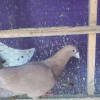 زردوسرخ|پرنده|نیشابور, مازول|دیوار