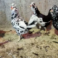مرغ و خروس گلین ریش کاکل|حیوانات مزرعه|تهران, استاد معین|دیوار