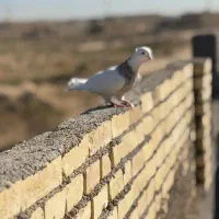 سه عدد کبوتر رنگی|پرنده|کرخه, |دیوار