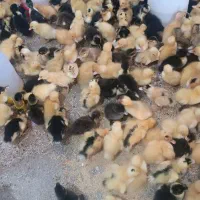 غاز اردک جوجه|حیوانات مزرعه|تربت‌حیدریه, ترمینال|دیوار