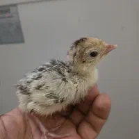 جوجه بوقلمون برنز انگلیسی