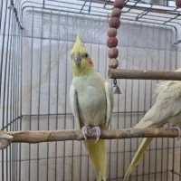 طوطی نژاد لوتینو|پرنده|اسلامآباد غرب, |دیوار