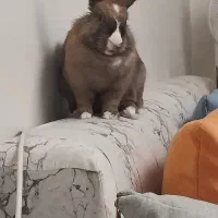 خرگوش لوپ رایگان فقط به خانواده